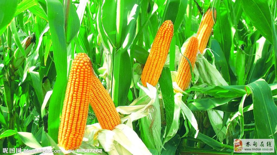 玉米高产技术免费推广